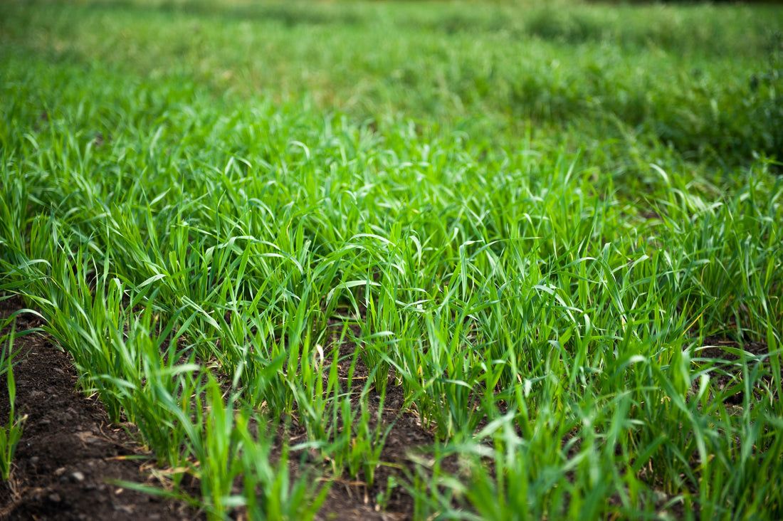 Close-up of young cereal greens in the field