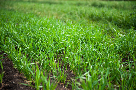 Close-up of young cereal greens in the field