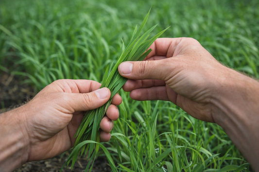 Harvesting young cereal leaves on the Natural Farmworks farm in British Columbia